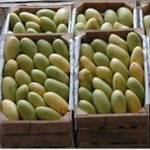 verities mango pakistan 60 credit