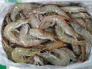 froen vannamei shrimp raw cooked hoso hlso pd pdt