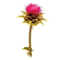 milk thistle extract