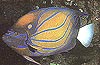 angle investor indonesia marine fish farm
