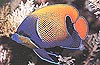 bali indonesia marine fish ornament