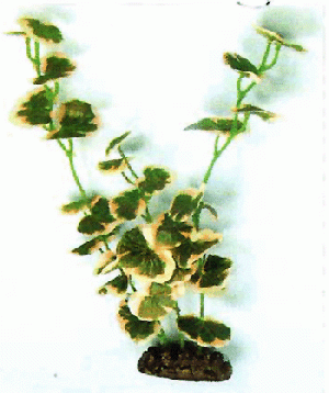 maker aquarium plants