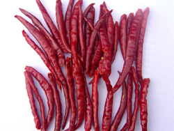 indian dried red chillies