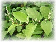 synephrine