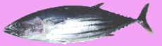 yellowfin tuna skipjack long tail