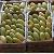 Offer Large Verities Of World Famous Mango From Pakistan--60 Days Credit