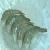 Froen Vannamei Shrimp Raw / Cooked Products Hoso,hlso,pd,pdto,pud Froen Vannamei Shrimp Raw / Cooked Products Hoso,hlso,pd,pdto,pud