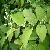 Resveratrol Dietary Supplement