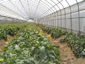 Greenhouse, Green House, Tunnel