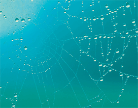 export glow dark photoluminescent wall paper