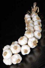 garlic nowmal pure