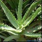 Plant / Herbal Extract / Aloe Vera P E / Aloe Vera Extract