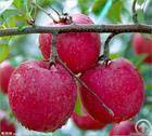 Plant / Herbal Extract / Apple P E / Phloridzin / Phloretin / Apple Extract