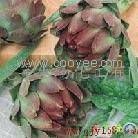 Plant / Herbal Extract / Artichoke Extract / Cynarin