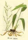 plant herbal extract lophatherum herb p e