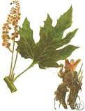 Plant / Herbal Extract / Emodin / Rhubarb Extract