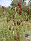 plant herbal extract garden burnet p e