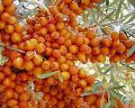 plant herbal extract hippophae p e fructus