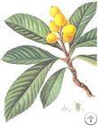 plant herbal extract loquat leaf p e ursolic acid