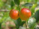 Plant / Herbal Extract / Manufacturer Directly Supply Acerola Extract