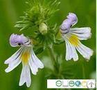 Plant / Herbal Extract / Manufacturer Directly Supply Eyebright P E Eyebright Extract 4 1