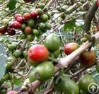 Plant / Herbal Extract / Manufacturer Directly Supply Green Coffee Bean Extract