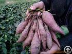 Plant / Herbal Extract / Manufacturer Directly Supply Sweet Potatoes Extract