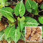 plant herbal extract polygonum multiflorum fleeceflower root