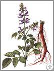 Plant / Herbal Extract / Salvia Extract