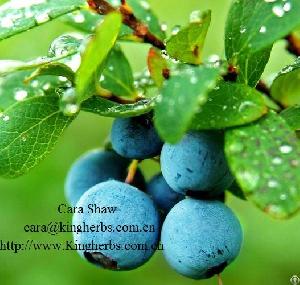 Blueberry Extract