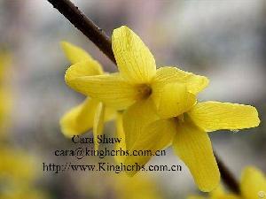 forsythia extract