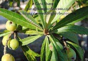 loquat leaf extract