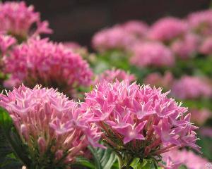 Rhodiola Rosea Extract