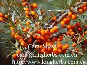 Sea Buckthorn Seed Oil