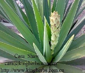 Yucca Extract