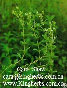 Stevia Extract