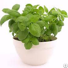 Certified Organic Basil Tulsi Seeds