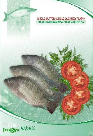 frozen tilapia