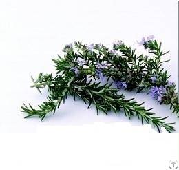 Rosemary Extracts