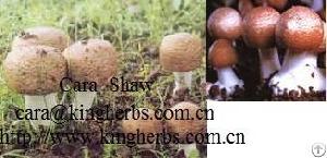 China Agaricus Blazei Mushroom Extract For Sales