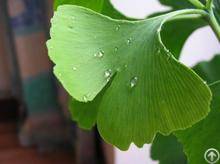 Ginkgo Biloba Extract