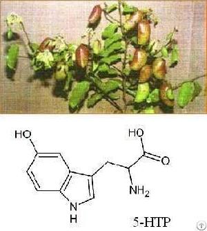 Griffonia Seed Extract