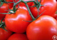 Lycopene / Tomato Extract