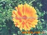 marigold extract zeaxanthin 5 50