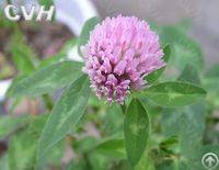 Red Clover Extract