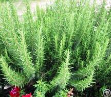 Rosemary Extract