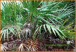 Saw Palmetto Extract