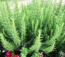 Rosemary Extract