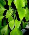 plant extract gingko bioloba p e convergence lung asthma stasis painkillers