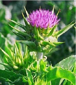 plant extract herbs health food milk thistle p e